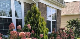 Гортензия: фото