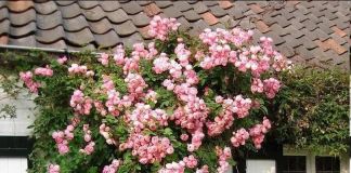 Роза Раубриттер: фото