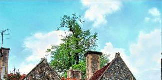 Ландшафтный дизайн: фото