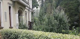 Дерен – неприхотливый нрав