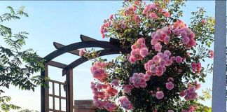 Шикарные плетистые розы