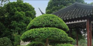 Ниваки – сад в японском стиле