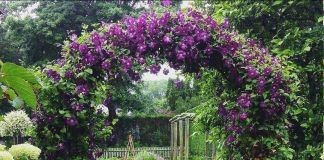 Сочетание клематиса и гортензии