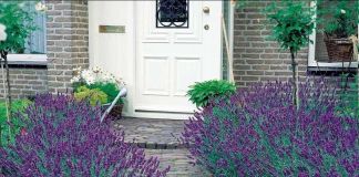 Лавандовый живой бордюр