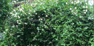 Клематис: Summer Snow