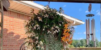 Бегонии и дихондра