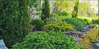 Ель «Литл джем»