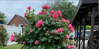 Штамбовые розы – украшение сада