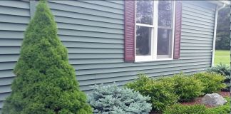 Хвойные композиции