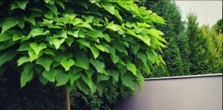 Прекрасная катальпа