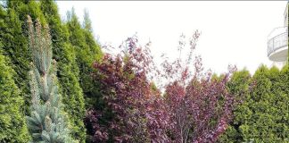 Газон с четкими кромками