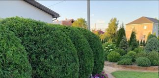 Прекрасные шарики в саду