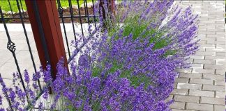 Лаванда вдоль дорожки