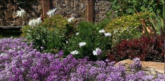 Бордюр из алиссума