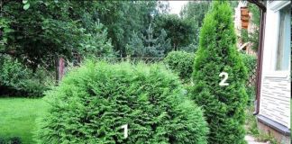 Приятный миксбордер