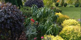 Спирея Литл Принцесс