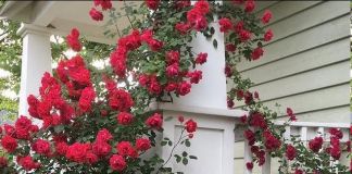 Кустовая роза в саду: фото