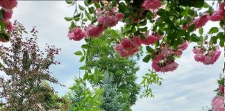 Сад Натальи Кондратьевой