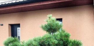 Сосна Веймутова «Pinus strobus»