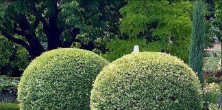 Ива «Хакуро нишика»