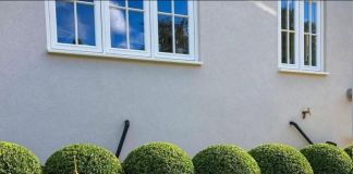 Самшит шаровидный