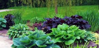 Хосты – фавориты