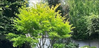 Хаконехлоя: фото