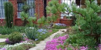 Флоксы в саду: фото