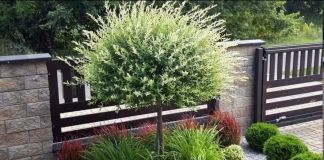 Туя западная: фото