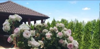 Штамбовая роза: фото