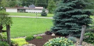 Хоста: фото