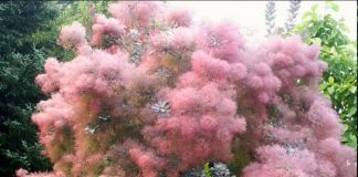 Скумпия кожевенная: фото