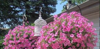 Петуния ампельная