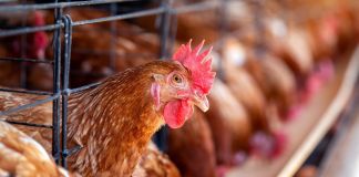 Бизнес на земле сельхозназначения