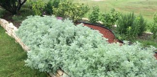 Полынь Шмидта в ландшафтном дизайне