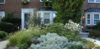 Полынь Шмидта в ландшафтном дизайне