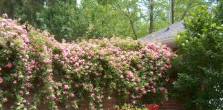 Шиповник в ландшафтном дизайне