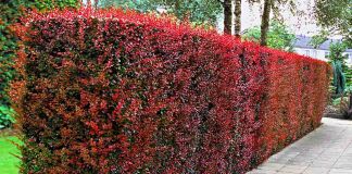Барбарис Тунберга в ландшафтном дизайне