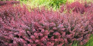 Барбарис Тунберга в ландшафтном дизайне