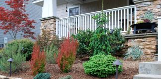 Композиции из декоративных кустарников