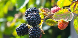 Чем обработать ежевику от вредителей