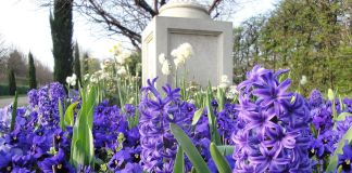 Гиацинты в ландшафтном дизайне