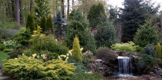 Можжевельник горизонтальный в ландшафтном дизайне