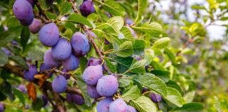 Чем обработать сливу от вредителей осенью