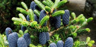 Пихта корейская в ландшафтном дизайне