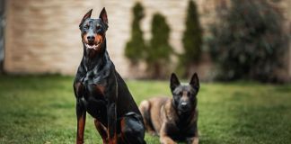 Какую собаку лучше завести для охраны дома