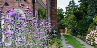 Вербена бонарская