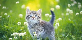 Какую кошку лучше завести в частном доме