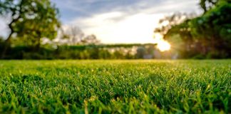 Какой выбрать газон