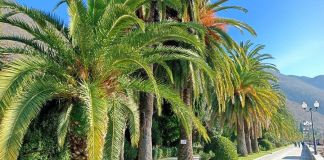 Что посмотреть в Гаграх